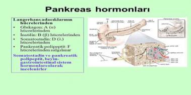 Pankreas Hormonlar