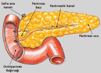 Pankreas Ameliyatı Nasıl Yapılır?