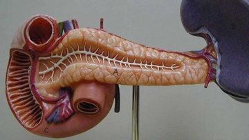 Pankreas Kanseri Ameliyatı Riskleri ve Sonrası