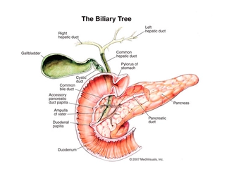 Pankreas Nerede Pankreas Vücudun Neresindedir