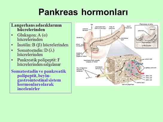 Pankreas Hormonları