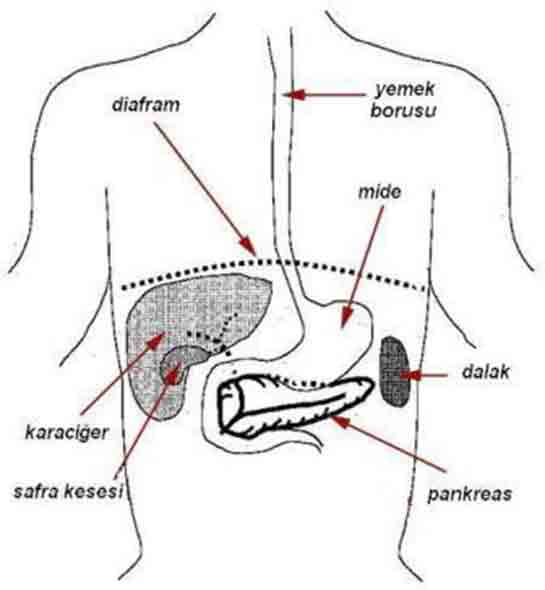 Pankreas Vcudun Neresinde